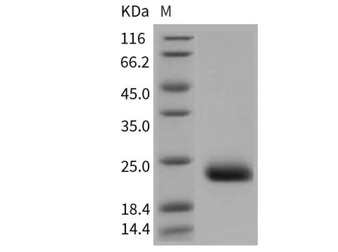 > 97 % as determined by reducing SDS-PAGE.