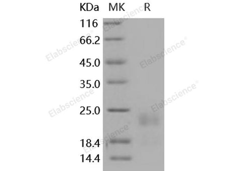 > 90 % as determined by reducing SDS-PAGE.