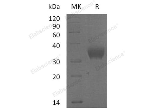 > 95 % as determined by reducing SDS-PAGE.