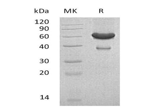 > 90 % as determined by reducing SDS-PAGE.