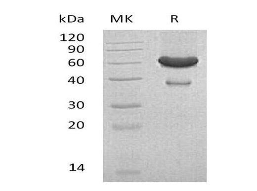 > 90 % as determined by reducing SDS-PAGE.