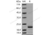 > 90 % as determined by reducing SDS-PAGE.