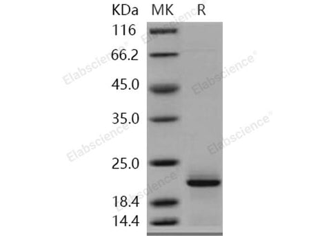 > 90 % as determined by reducing SDS-PAGE.