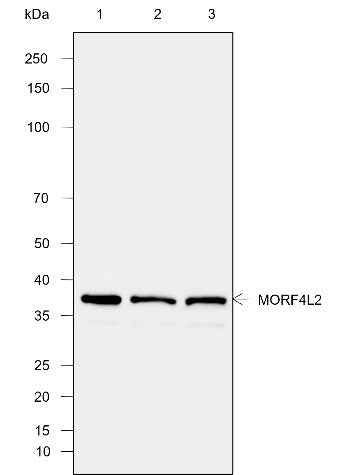 Anti-Human MORF4L2 Antibody [A769] - ABMIUM