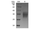 > 95 % as determined by reducing SDS-PAGE.