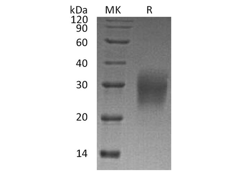 > 95 % as determined by reducing SDS-PAGE.