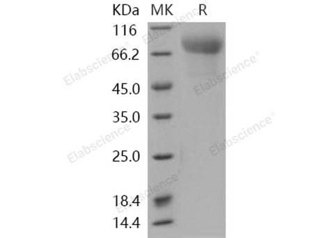 > 94 % as determined by reducing SDS-PAGE.