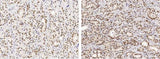Anti-Human USP7 Antibody [A904] - ABMIUM