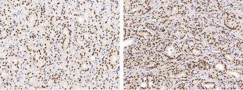 Anti-Human USP7 Antibody [A904] - ABMIUM