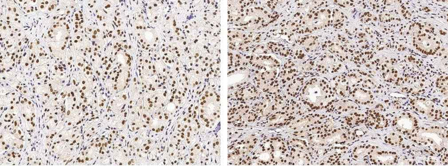 Anti-Human USP7 Antibody [A904] - ABMIUM