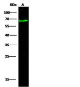 Anti-Mouse NECTIN2 Antibody [B438]