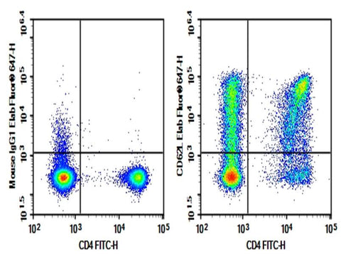 Human peripheral blood lymphocytes were stained with 0.2 μg AF/LE Purified Anti-Human CD62L Antibody[DREG56] (Right) and 0.2 μg Mouse IgG1, κ Isotype Control (Left), followed by FITC-conjugated Goat Anti-Mouse IgG Secondary Antibody.