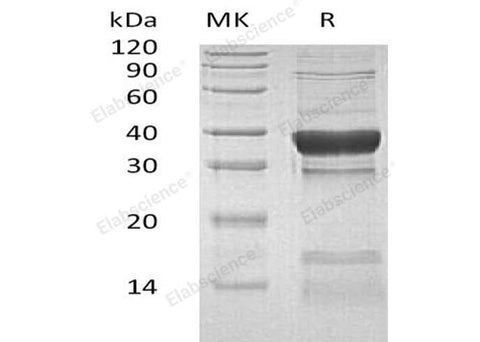 > 85 % as determined by reducing SDS-PAGE.