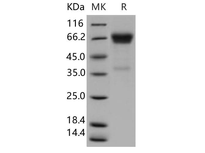 > 92 % as determined by reducing SDS-PAGE.