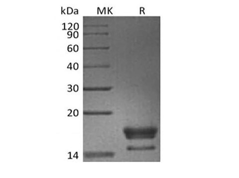 > 95 % as determined by reducing SDS-PAGE.
