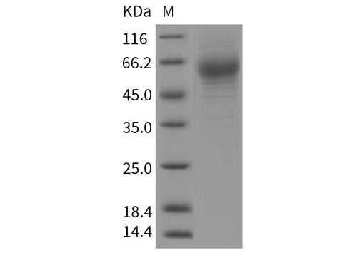 > 95 % as determined by reducing SDS-PAGE.
