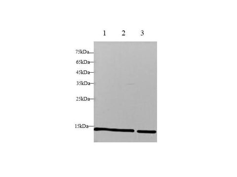 Anti-Human B2M Antibody - ABMIUM