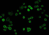 Anti-Human TACSTD2 Antibody [B257]