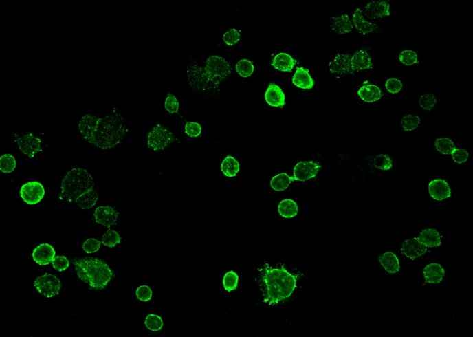 Anti-Human TACSTD2 Antibody [B257]