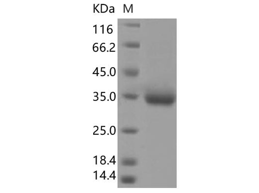 > 95 % as determined by reducing SDS-PAGE.