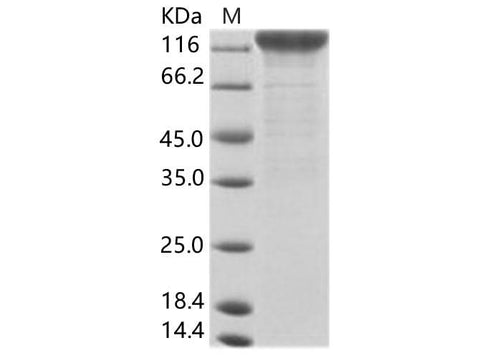 > 90 % as determined by reducing SDS-PAGE.