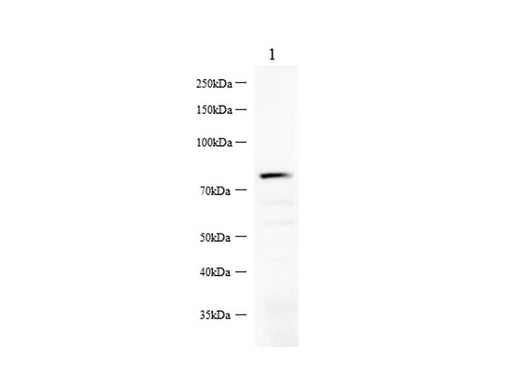 Anti-Mouse Nectin-4 Antibody - ABMIUM