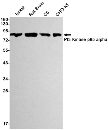 Western blot detection of PI3 Kinase p85 alpha in Jurkat,C6,CHO-K1 cell lysates using PI3 Kinase p85 alpha Rabbit mAb(1:1000 diluted).Predicted band size:84kDa.Observed band size:84kDa.