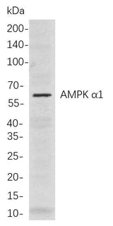 Anti-Human/Mouse/Rat AMPK α1 Antibody [B857]