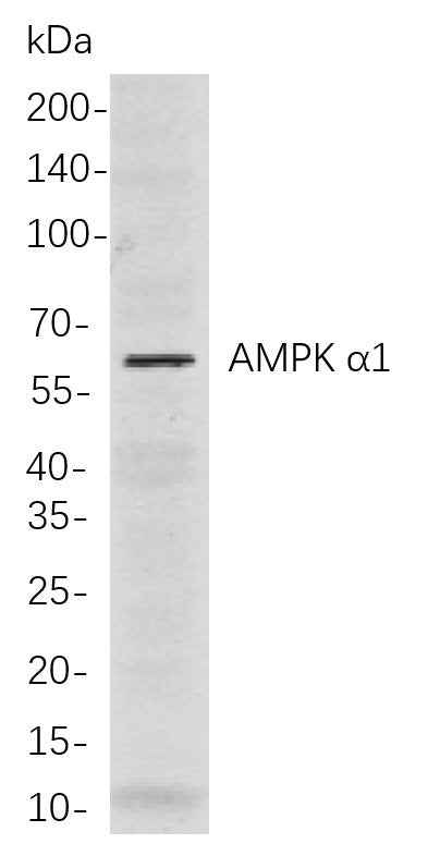 Anti-Human/Mouse/Rat AMPK α1 Antibody [B857] - ABMIUM