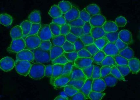 Anti-Human ENPP7 Antibody [A1043] - ABMIUM