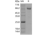 > 92 % as determined by reducing SDS-PAGE.