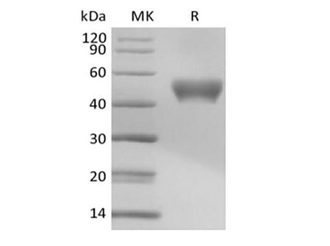 Recombinant Mouse Signal Transducer CD24/CD24 (C-Fc) - ABMIUM