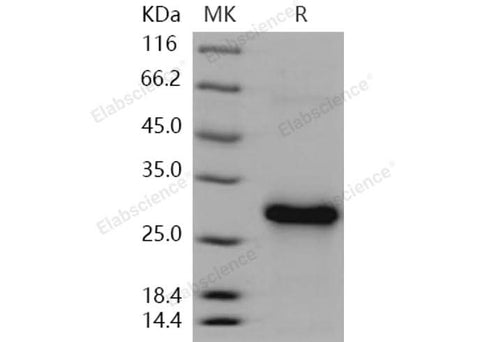 > 95 % as determined by reducing SDS-PAGE.
