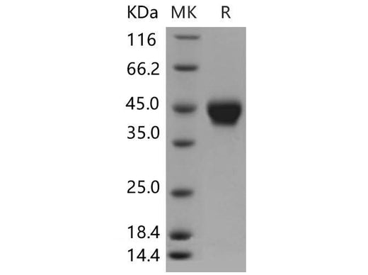 > 98 % as determined by reducing SDS-PAGE.