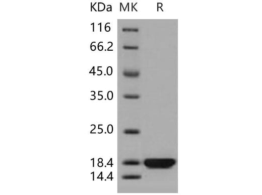 > 97 % as determined by reducing SDS-PAGE.