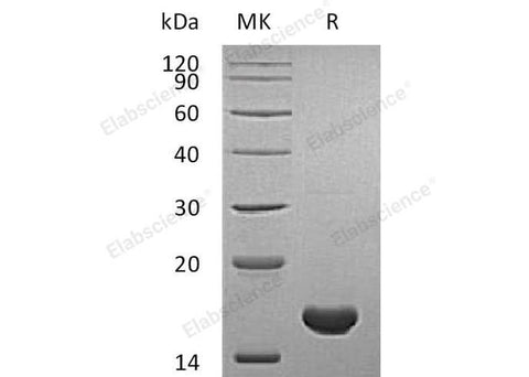 > 97 % as determined by reducing SDS-PAGE.