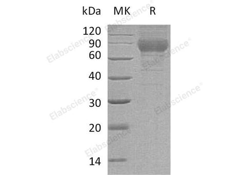 > 80 % as determined by reducing SDS-PAGE.