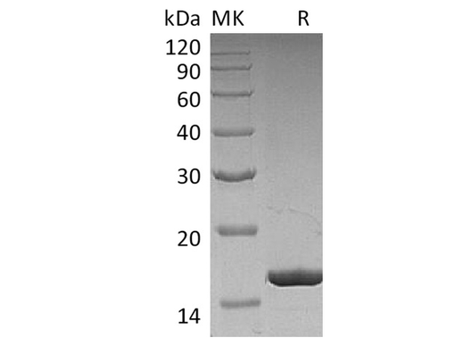> 95 % as determined by reducing SDS-PAGE.