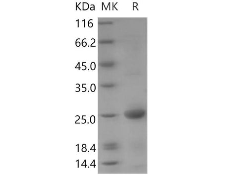 > 85 % as determined by reducing SDS-PAGE.