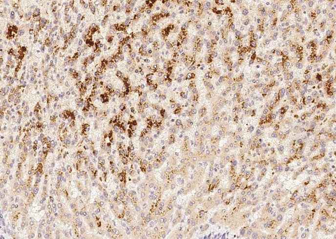 Anti-Human AMBP Antibody [A1075] - ABMIUM