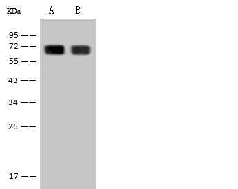 Anti-Rat HPX Antibody [B527] - ABMIUM