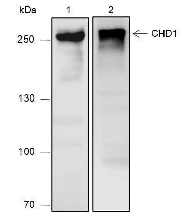 Anti-Human/Mouse CHD1 Antibody [A646]