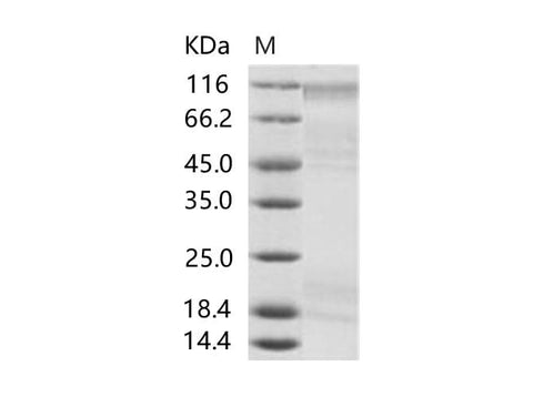 > 85 % as determined by reducing SDS-PAGE.