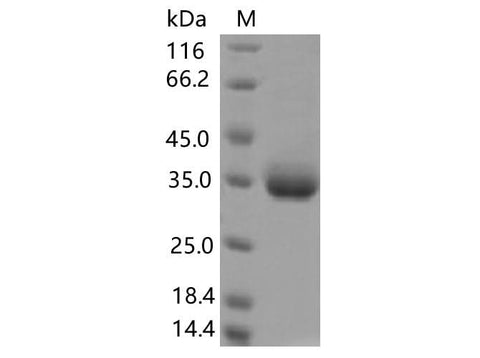 > 85 % as determined by reducing SDS-PAGE.