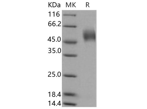 > 97 % as determined by reducing SDS-PAGE.