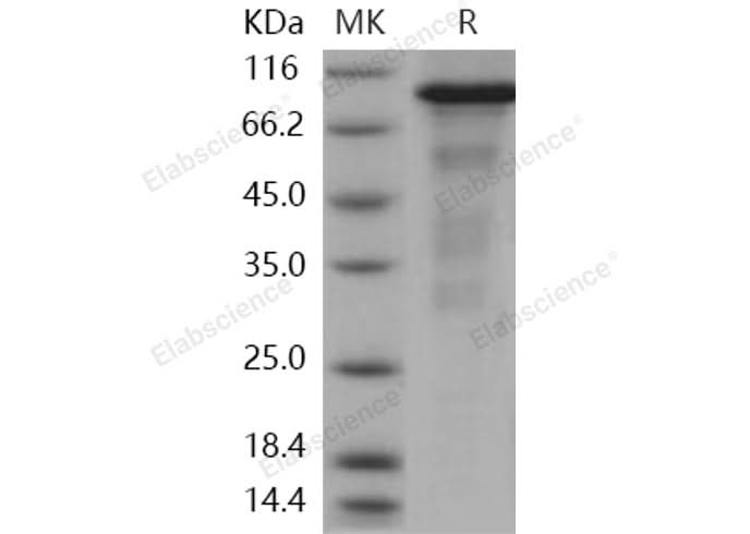 > 80 % as determined by reducing SDS-PAGE.