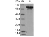 > 90 % as determined by reducing SDS-PAGE.