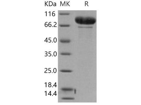> 90 % as determined by reducing SDS-PAGE.