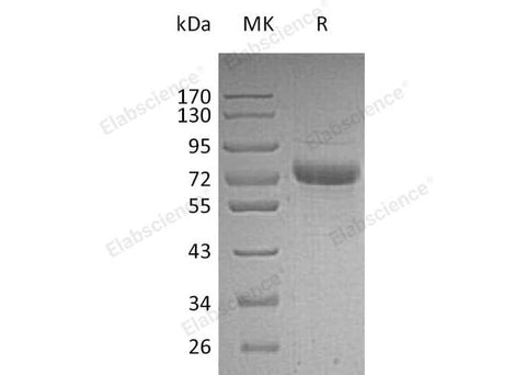 > 95 % as determined by reducing SDS-PAGE.