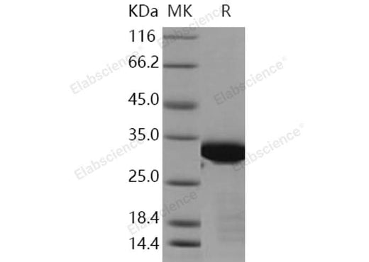> 92 % as determined by reducing SDS-PAGE.